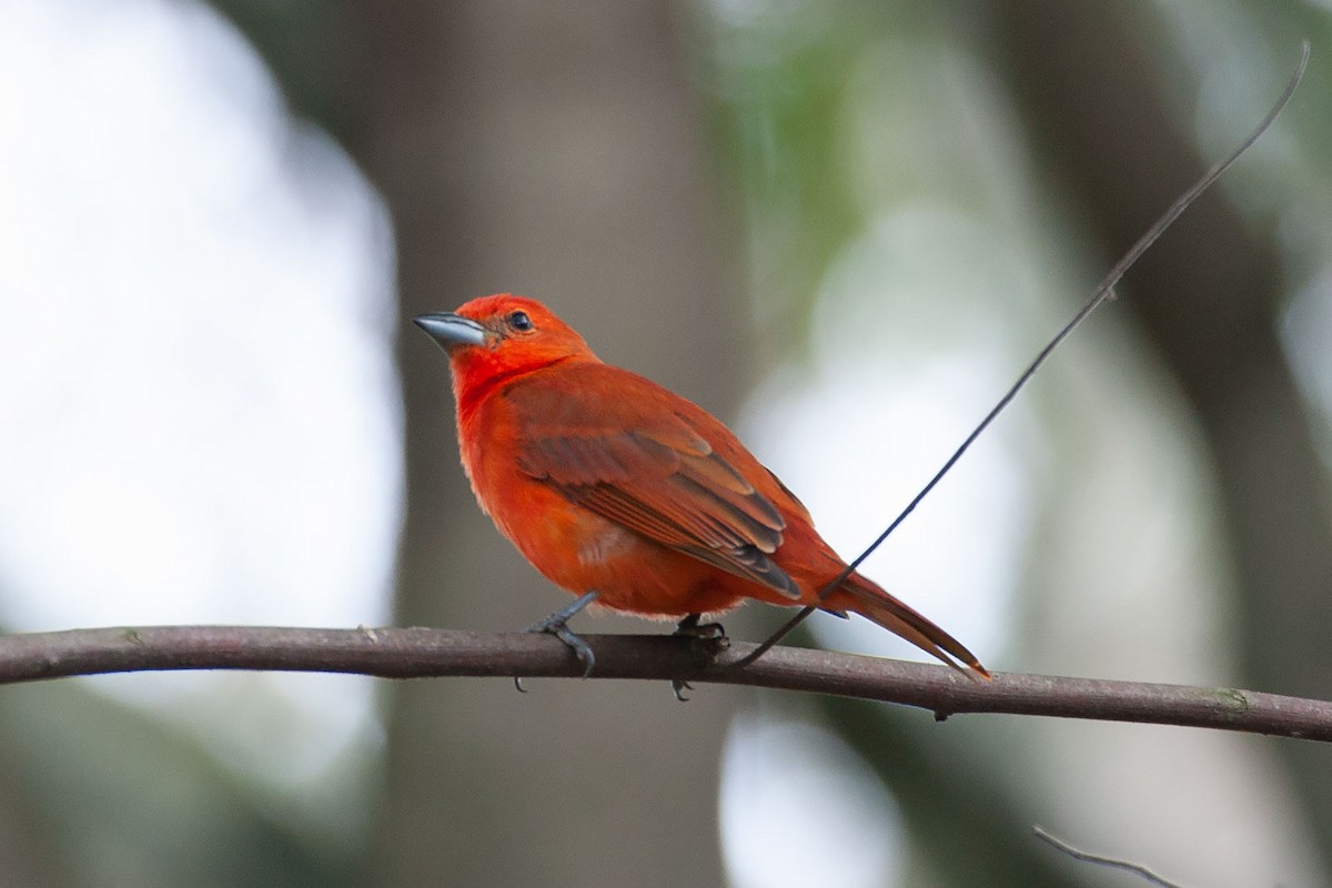 Hepatic Tanager - ML258941331