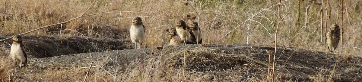 Burrowing Owl - Debie Stewart