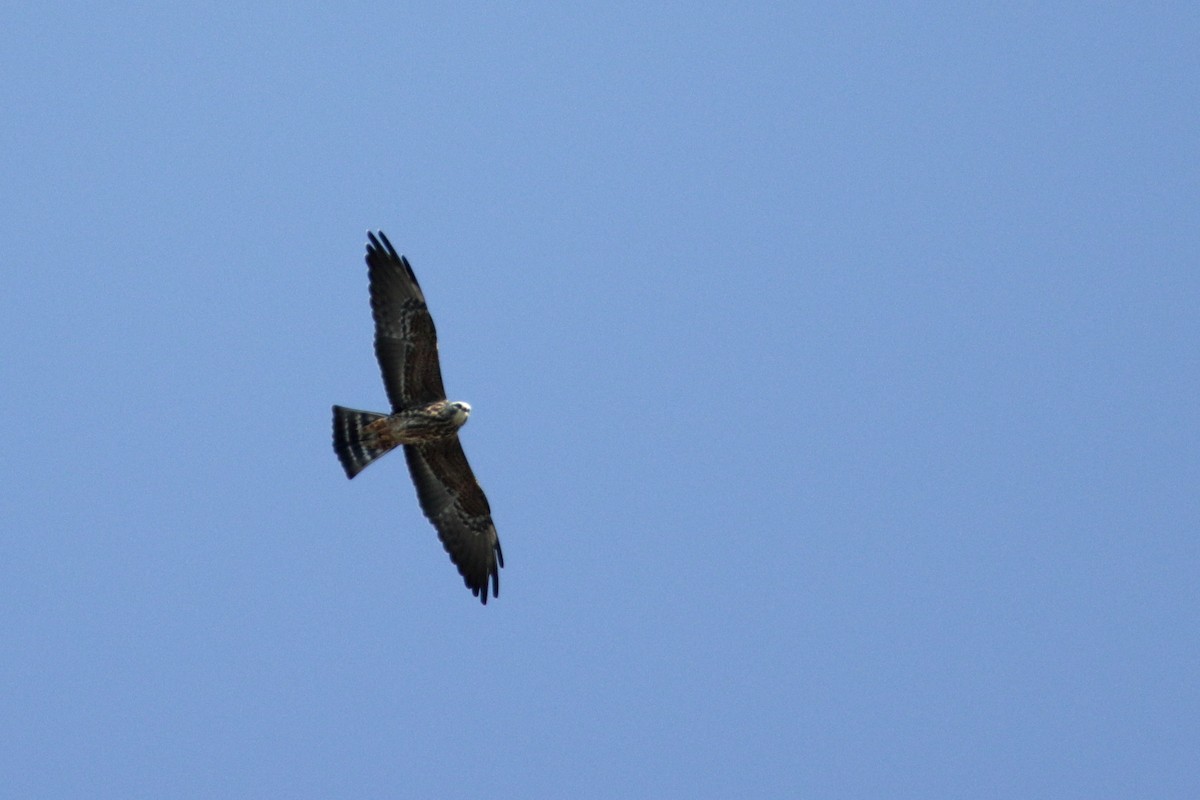 Mississippi Kite - ML258941401