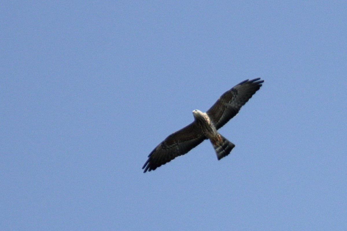Mississippi Kite - ML258941411