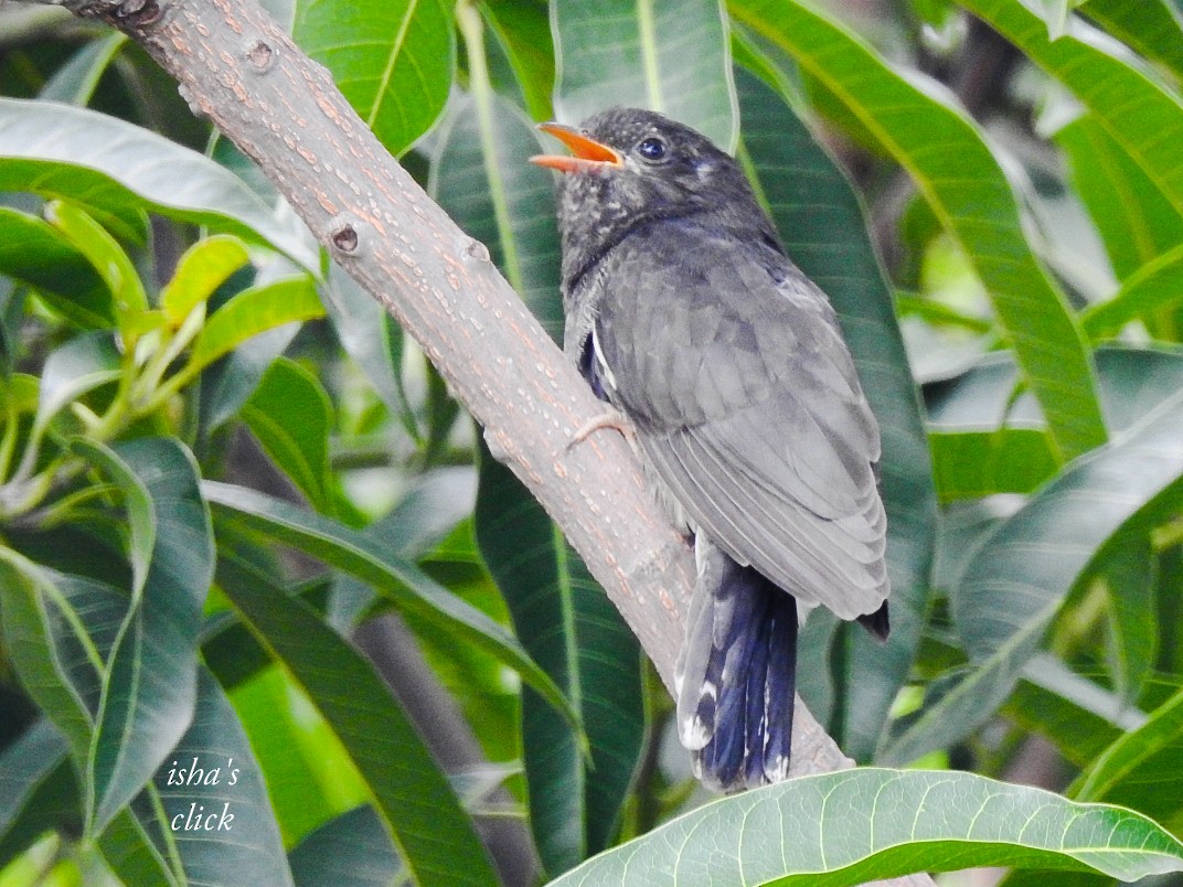 Gray-bellied Cuckoo - Isha Lande