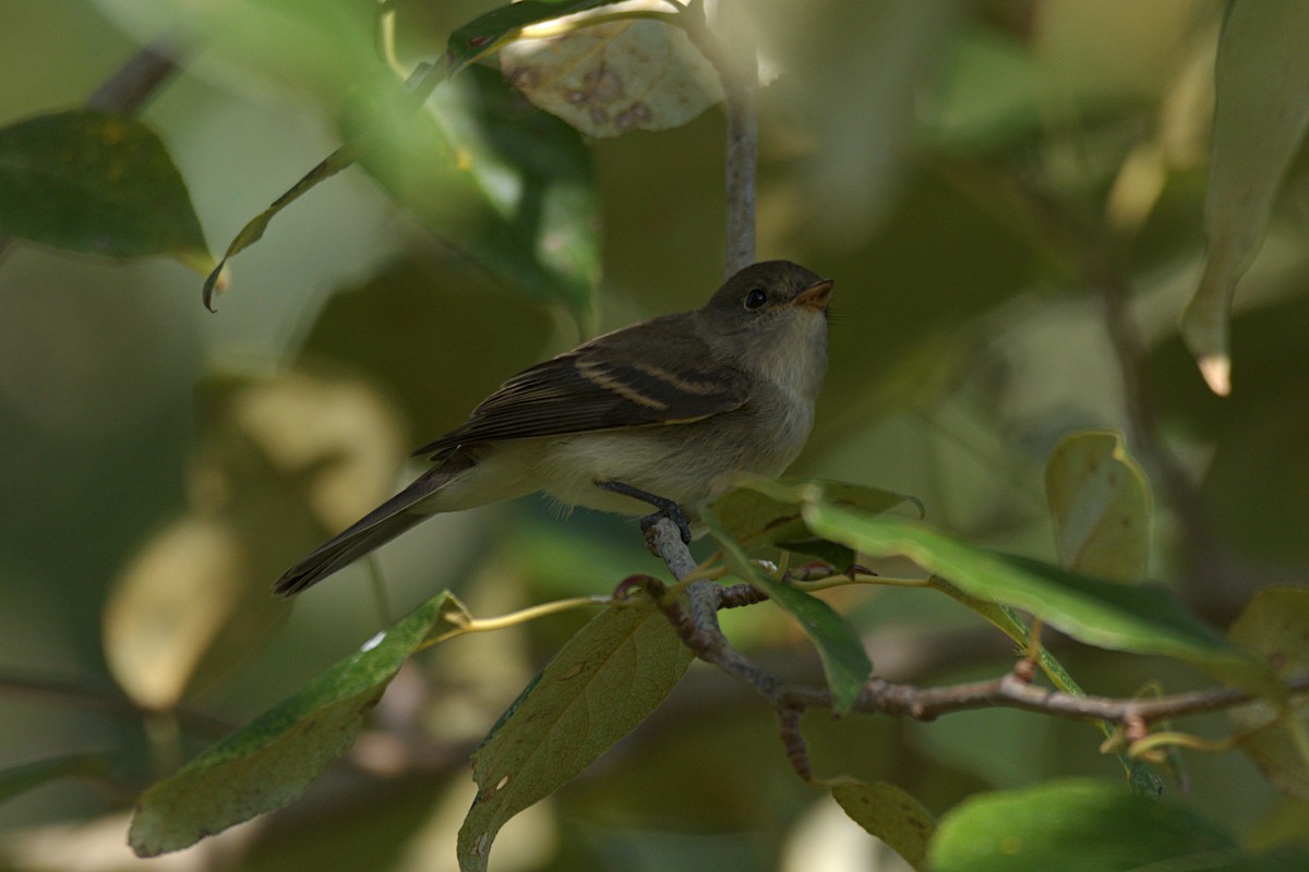 Willow Flycatcher - ML258943301