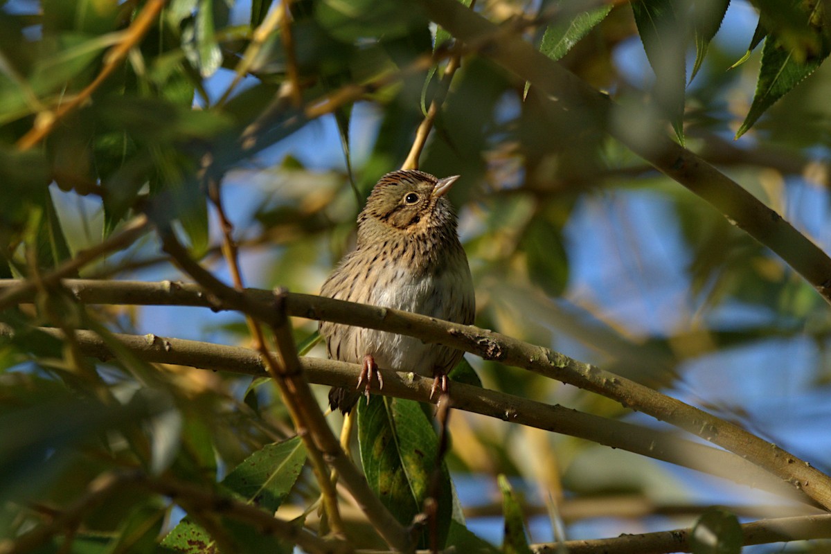 Lincoln's Sparrow - ML258943661