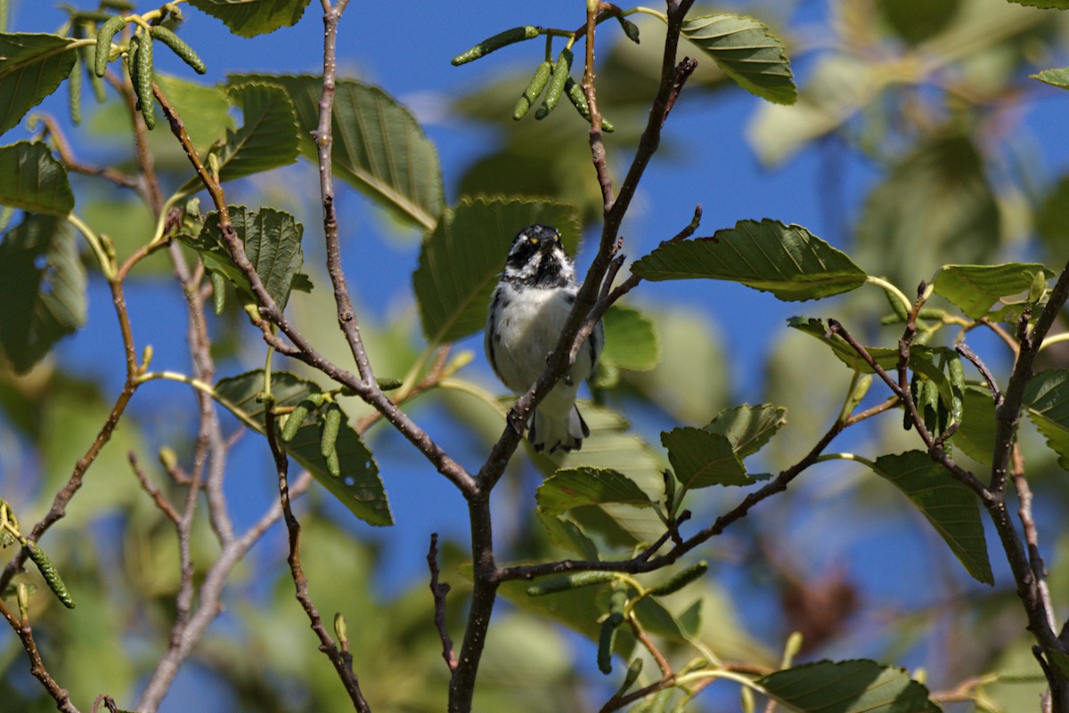 Black-throated Gray Warbler - ML258943801