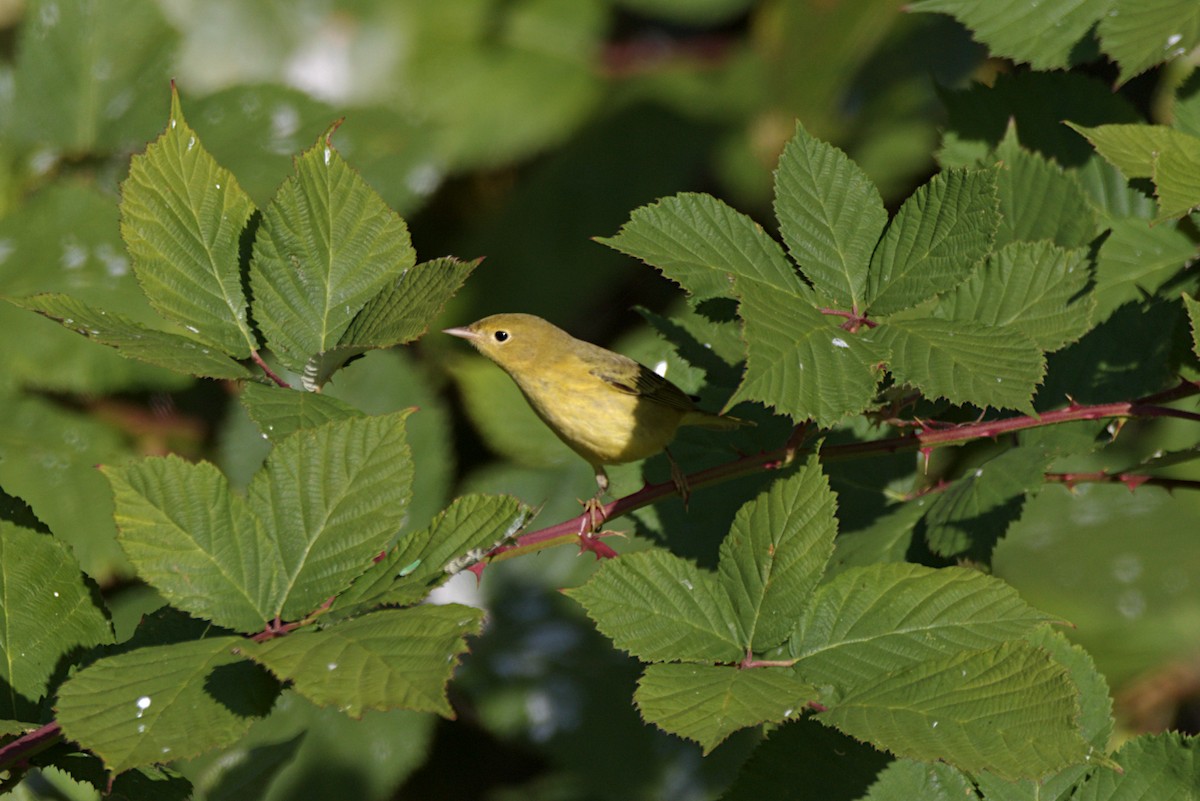 Yellow Warbler - ML258943811