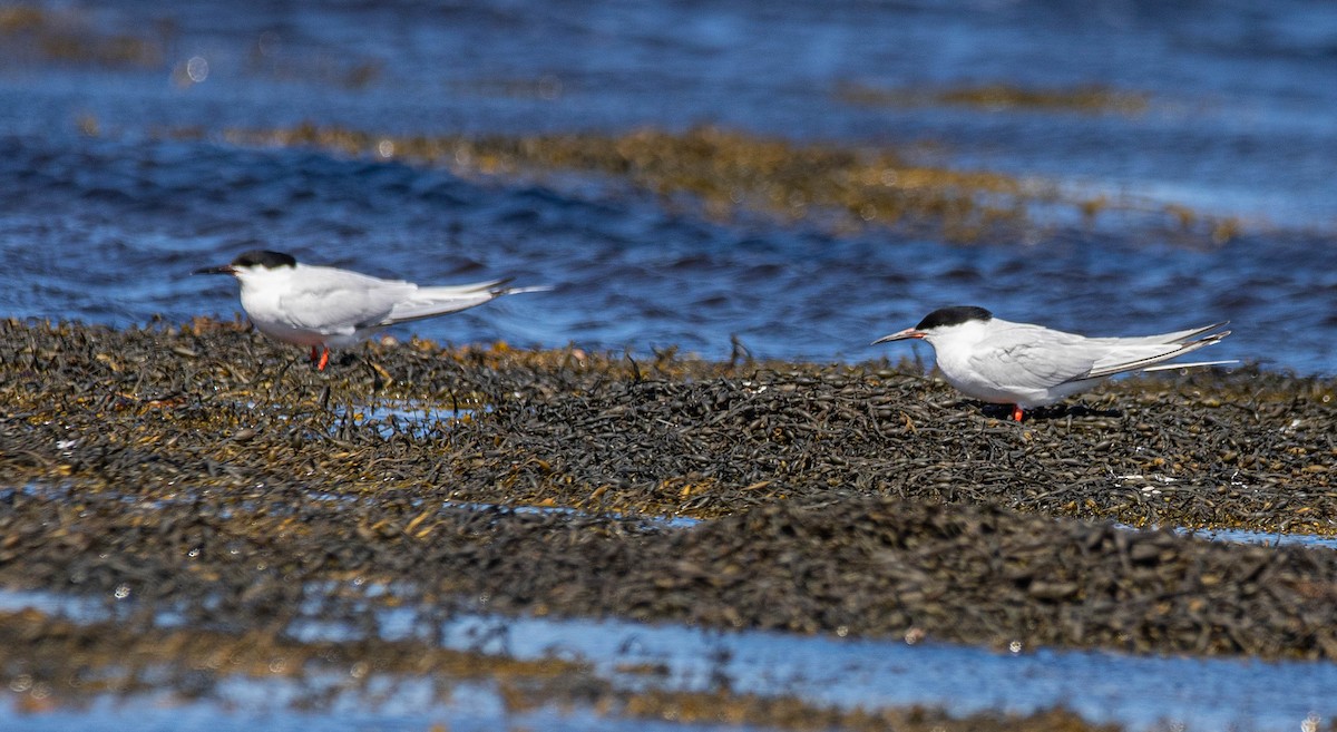 Roseate Tern - ML258944721