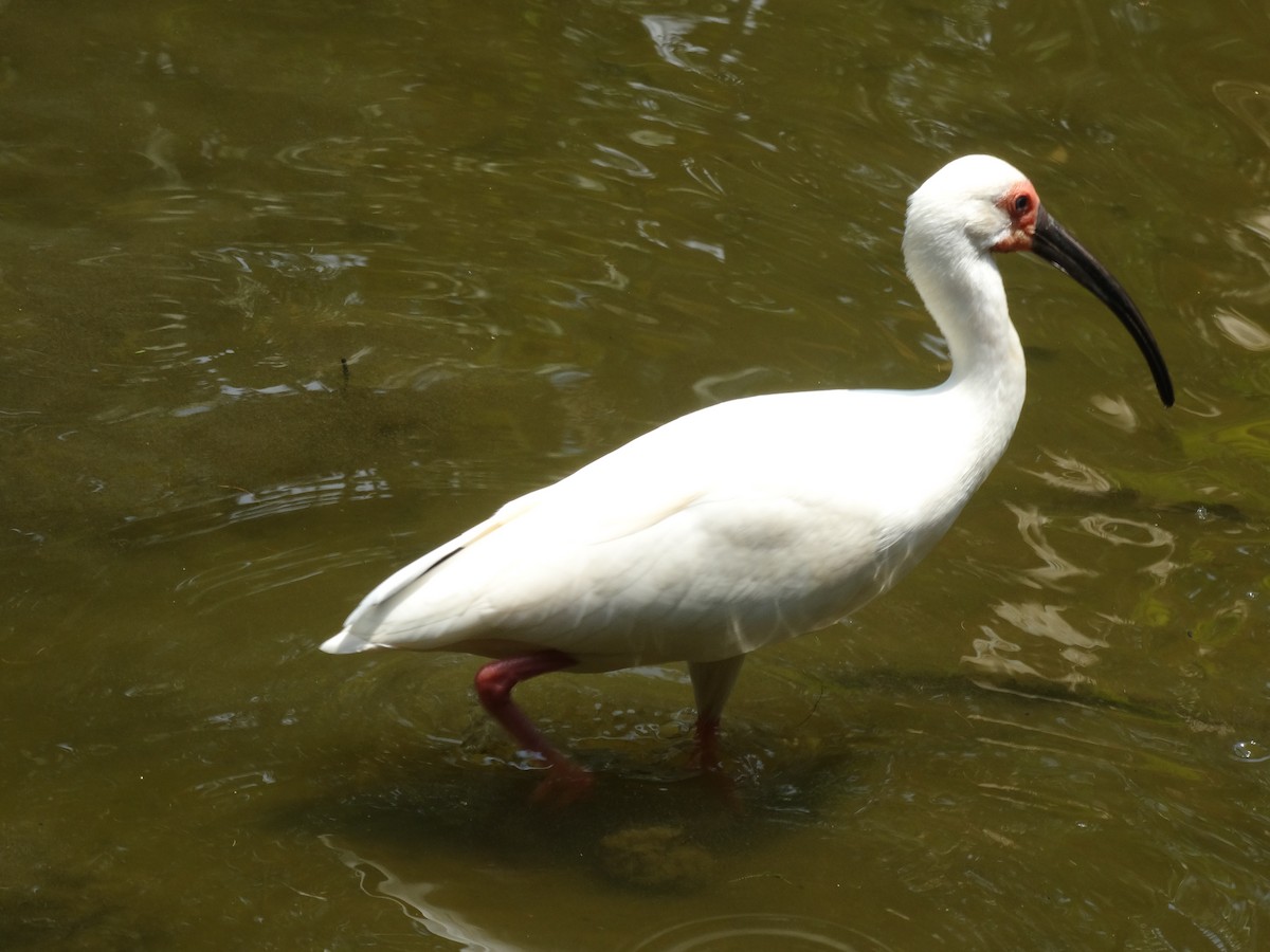 ibis bílý - ML25894541