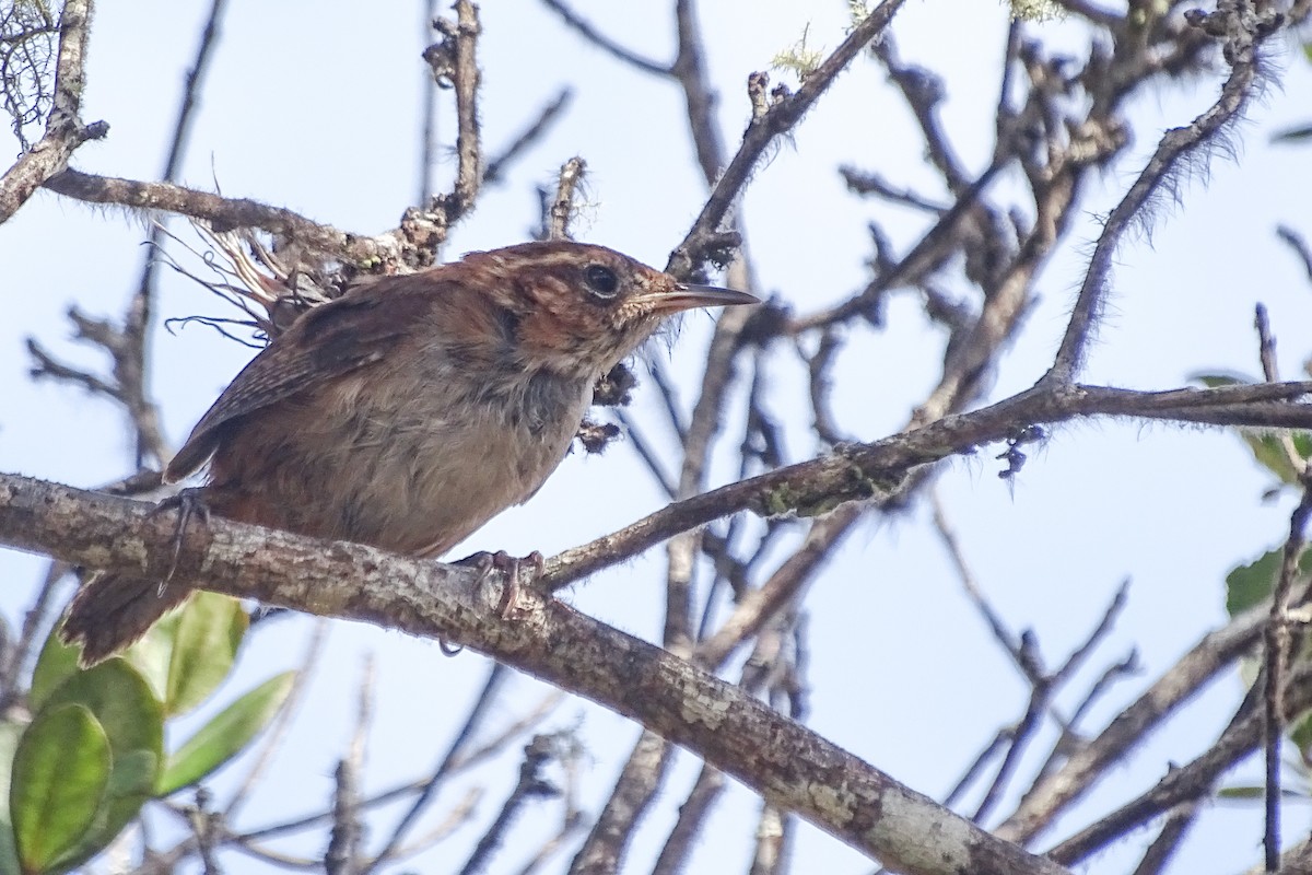 Tepui Wren - Jhonathan Miranda - Wandering Venezuela Birding Expeditions