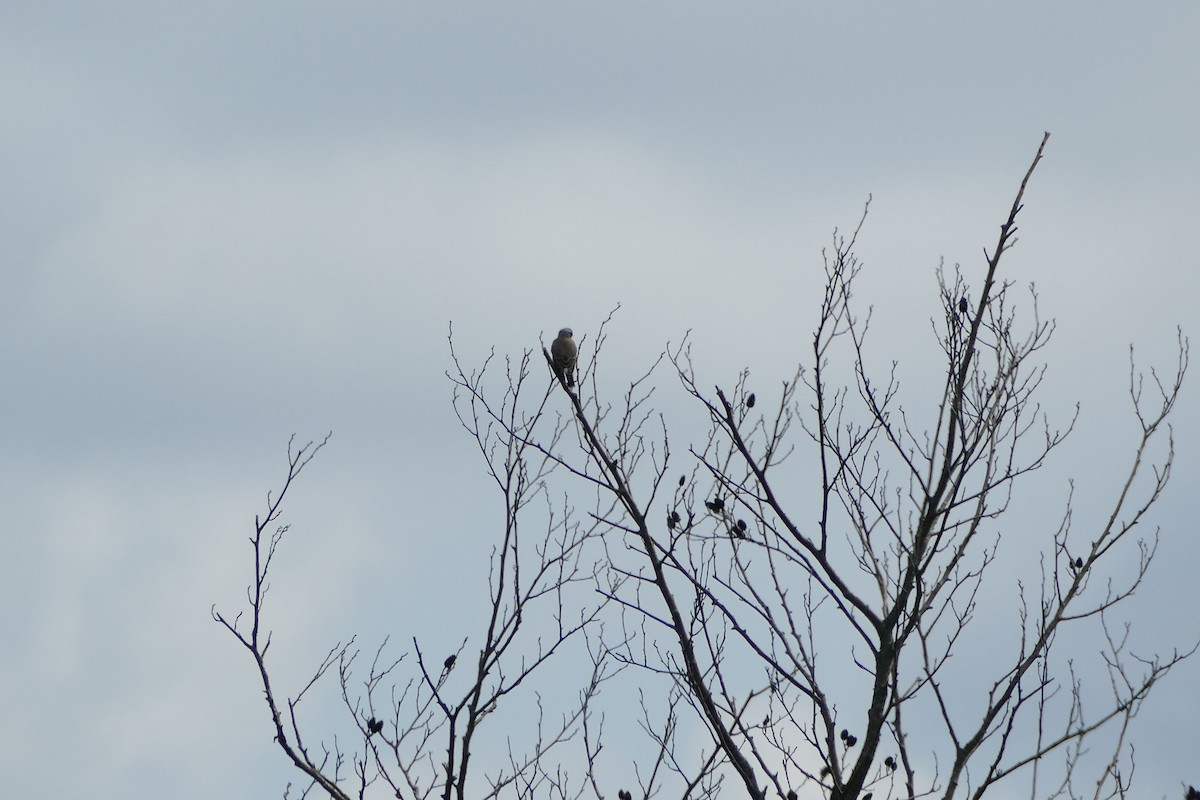 Northern Wheatear - ML258947141