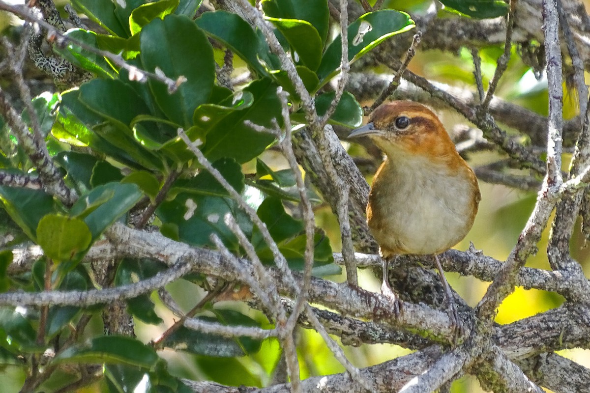 Tepui Wren - Jhonathan Miranda - Wandering Venezuela Birding Expeditions