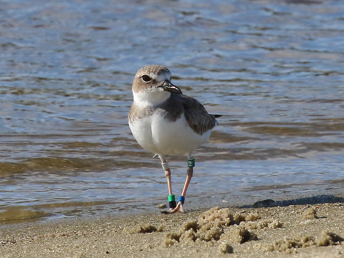 Wilson's Plover - Doug Beach