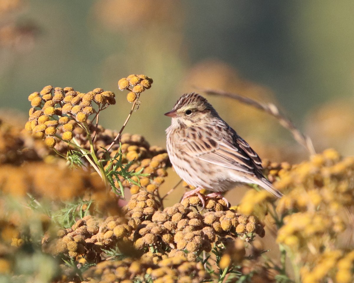 Savannah Sparrow - ML258949141