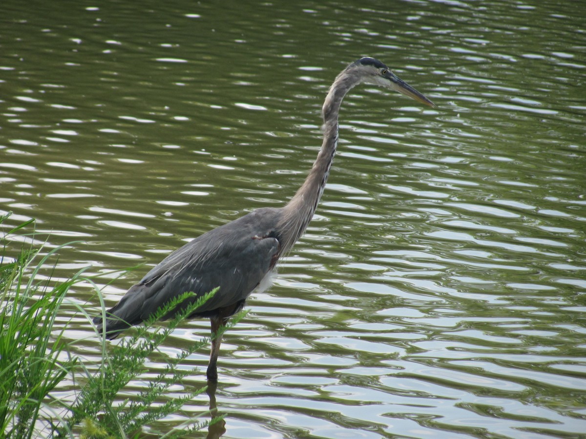 Great Blue Heron - ML258949731