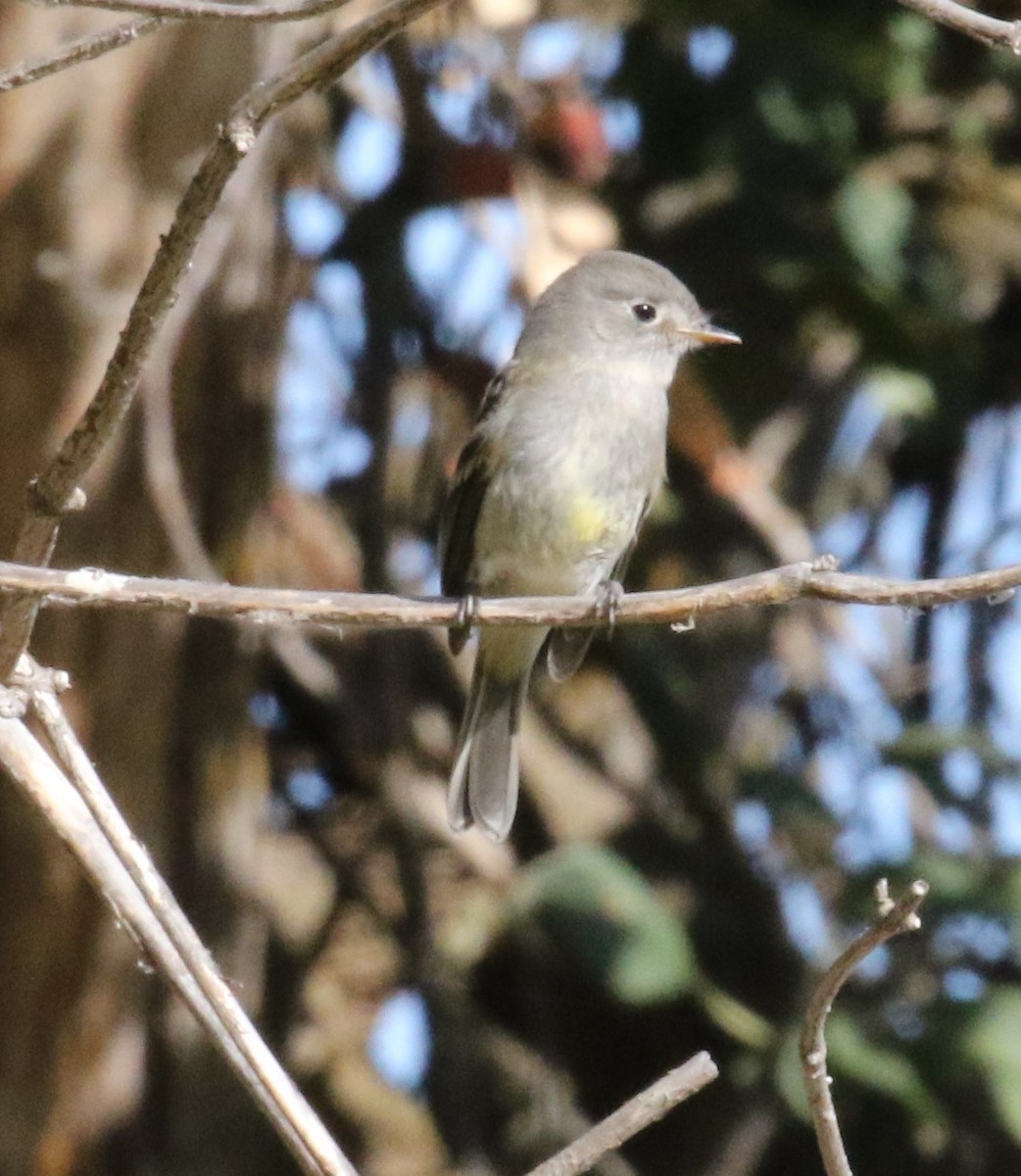 Dusky Flycatcher - Bradley Waggoner