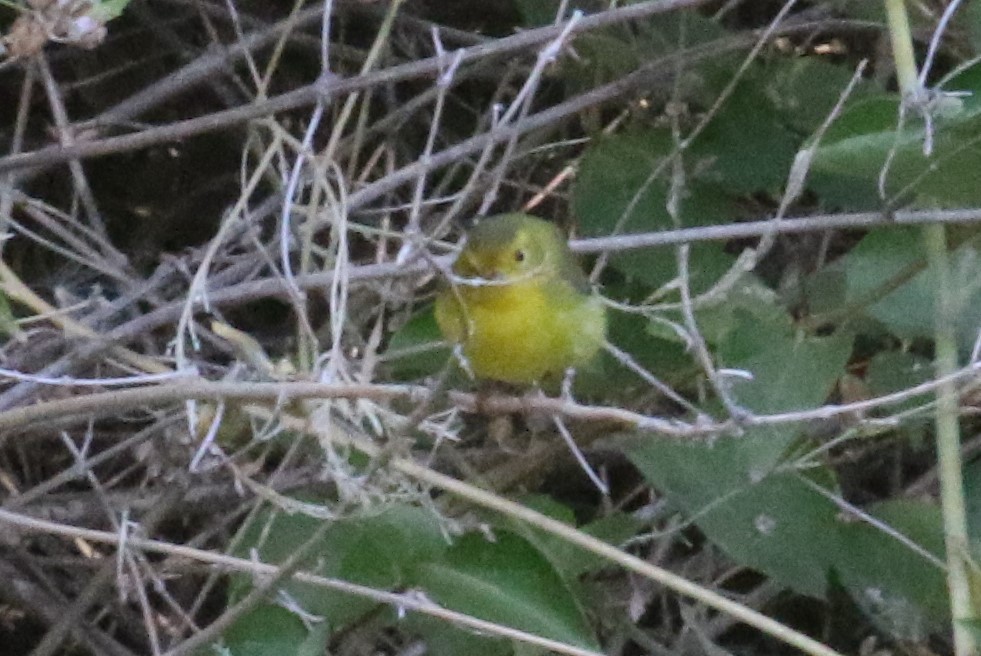 Wilson's Warbler - ML258952721