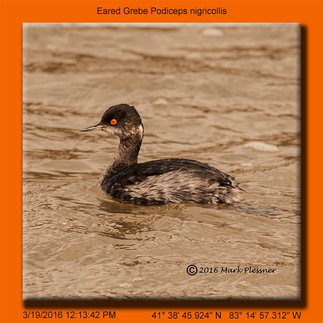 Eared Grebe - ML25895471