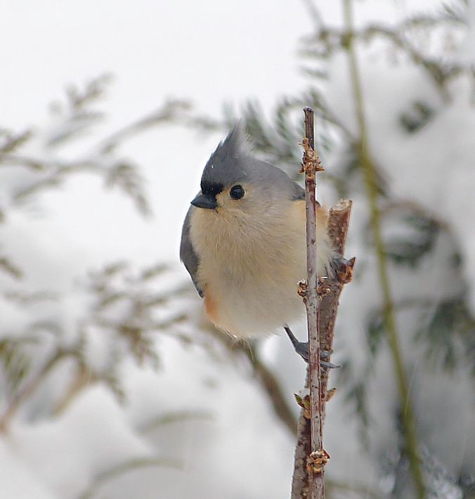 Tufted Titmouse - M & C S