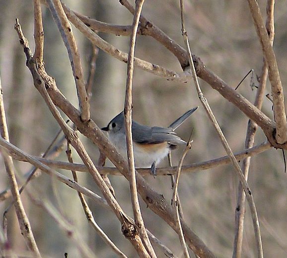 Tufted Titmouse - ML25895601