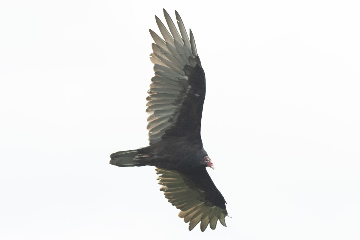 Turkey Vulture - ML258956531