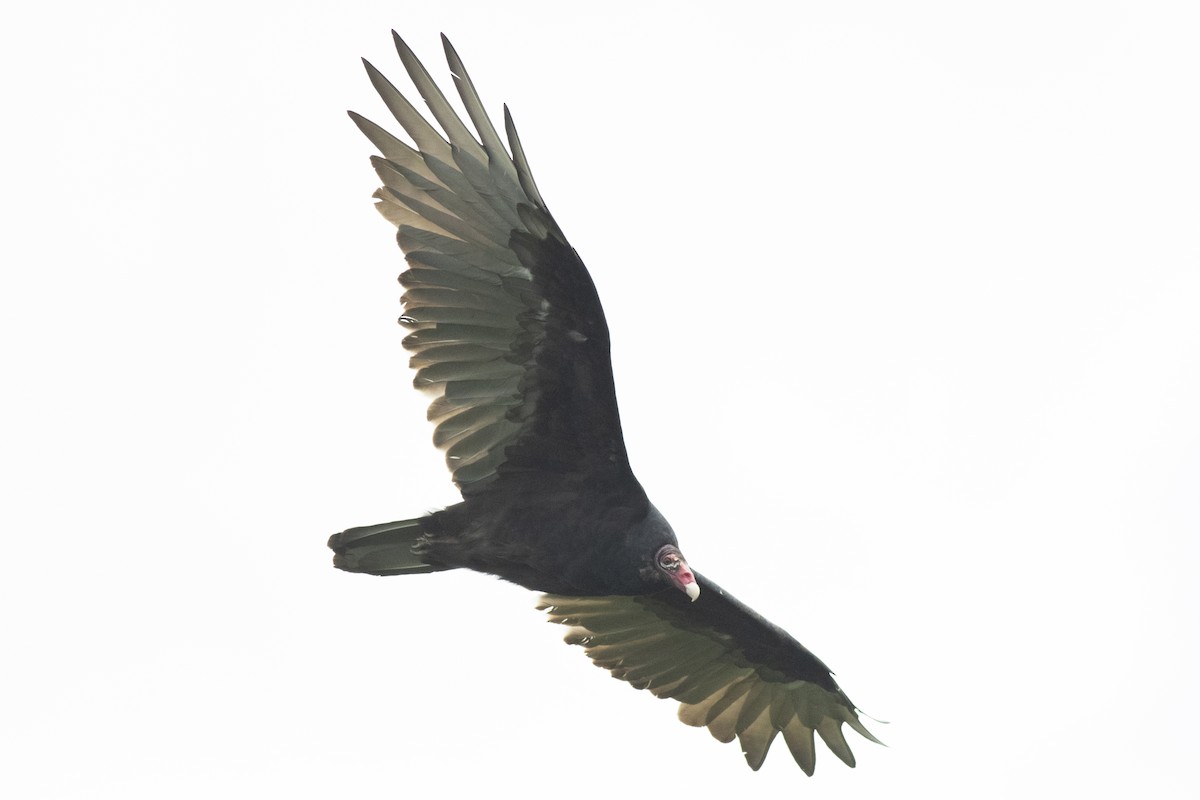 Turkey Vulture - ML258956551