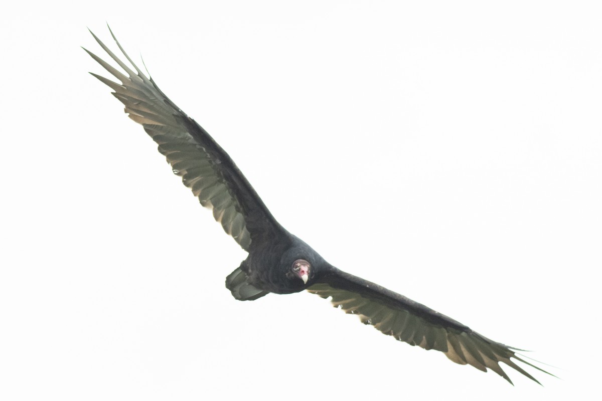 Turkey Vulture - ML258956591