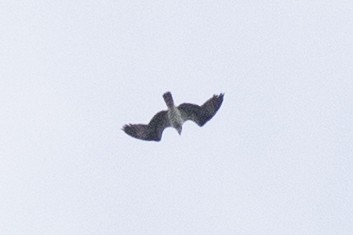 Águila Pescadora (carolinensis) - ML258956601