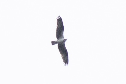 Osprey (carolinensis) - ML258956651