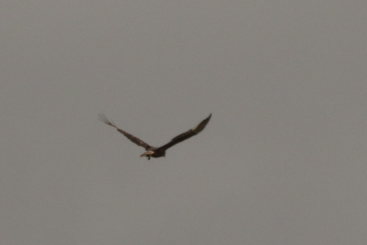 Swamp Harrier - ML258957771