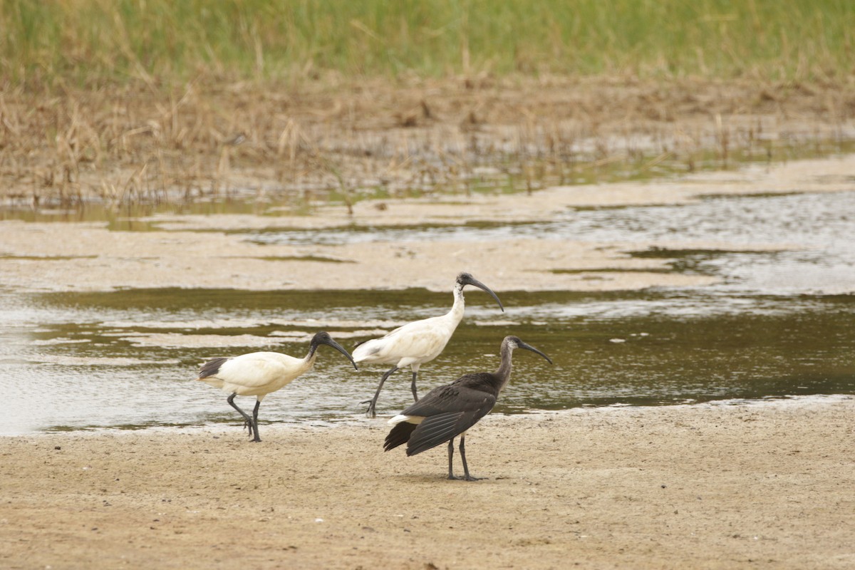 Australian Ibis - ML258958061