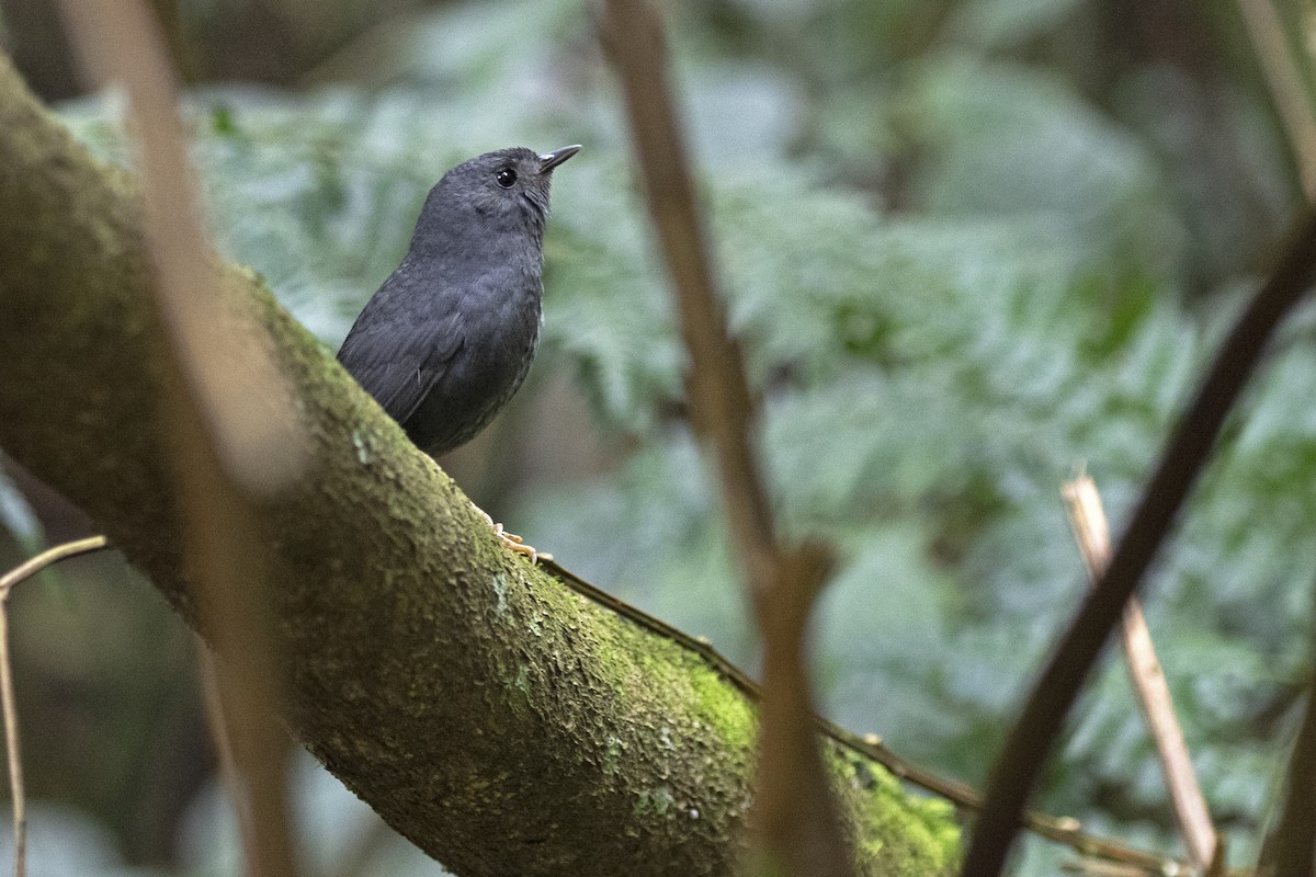 Mouse-colored Tapaculo - ML258959661