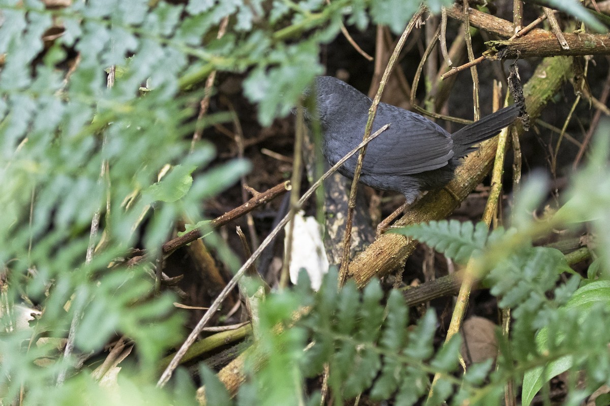 Mouse-colored Tapaculo - ML258959671