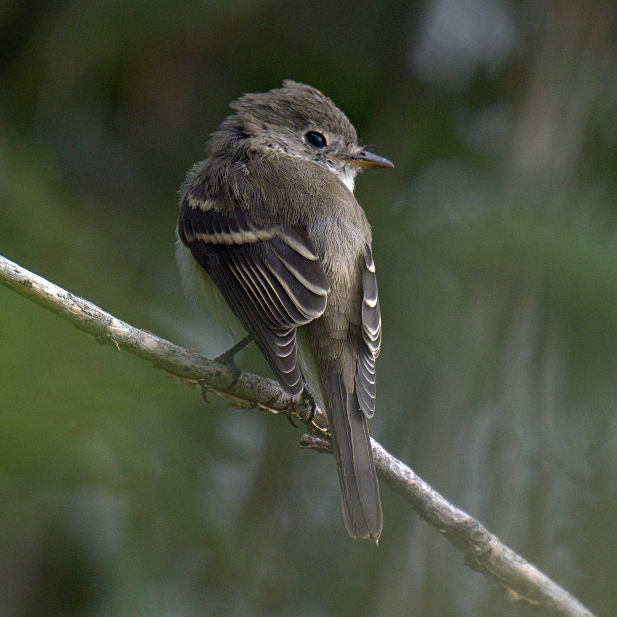 Least Flycatcher - ML258960061