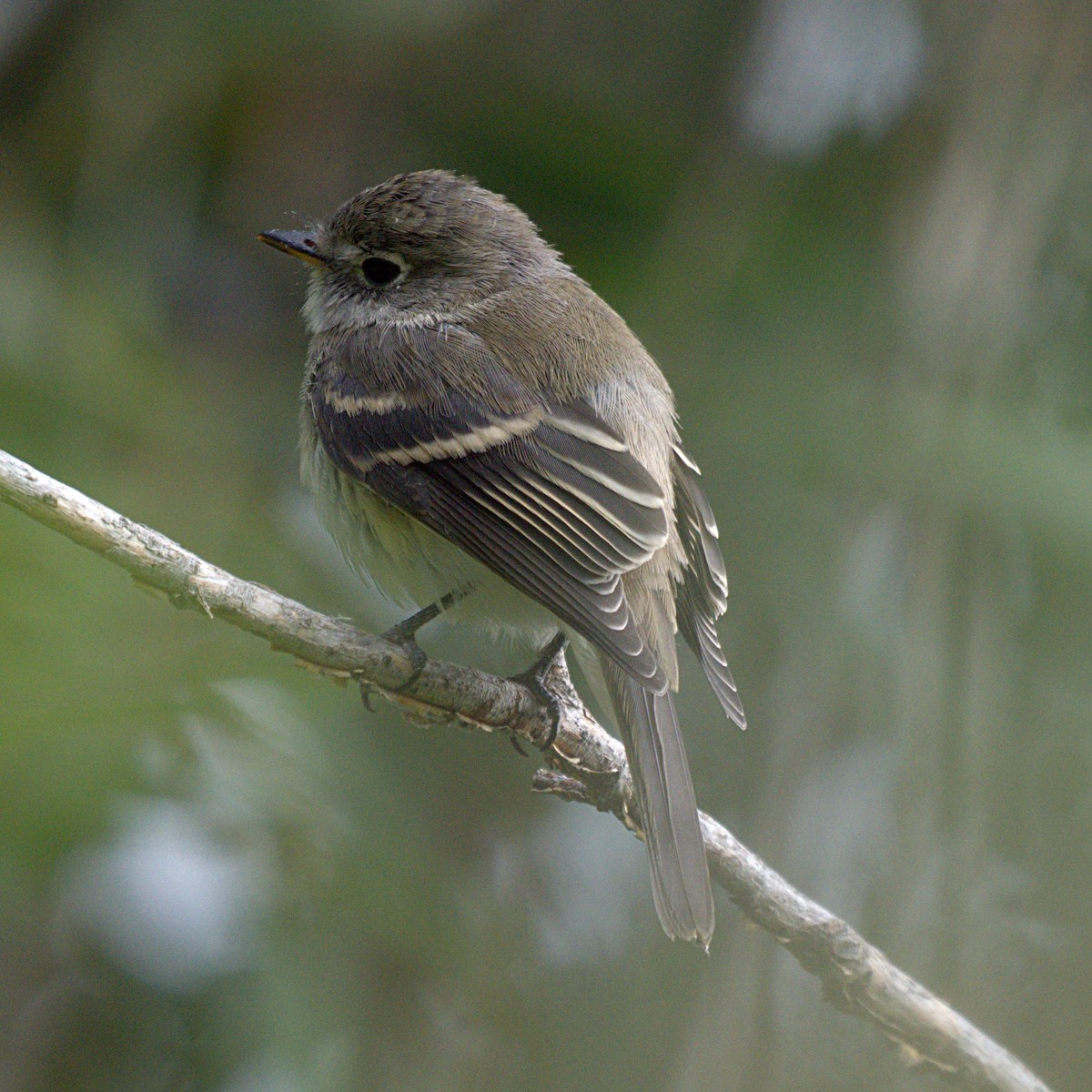 Least Flycatcher - ML258960371