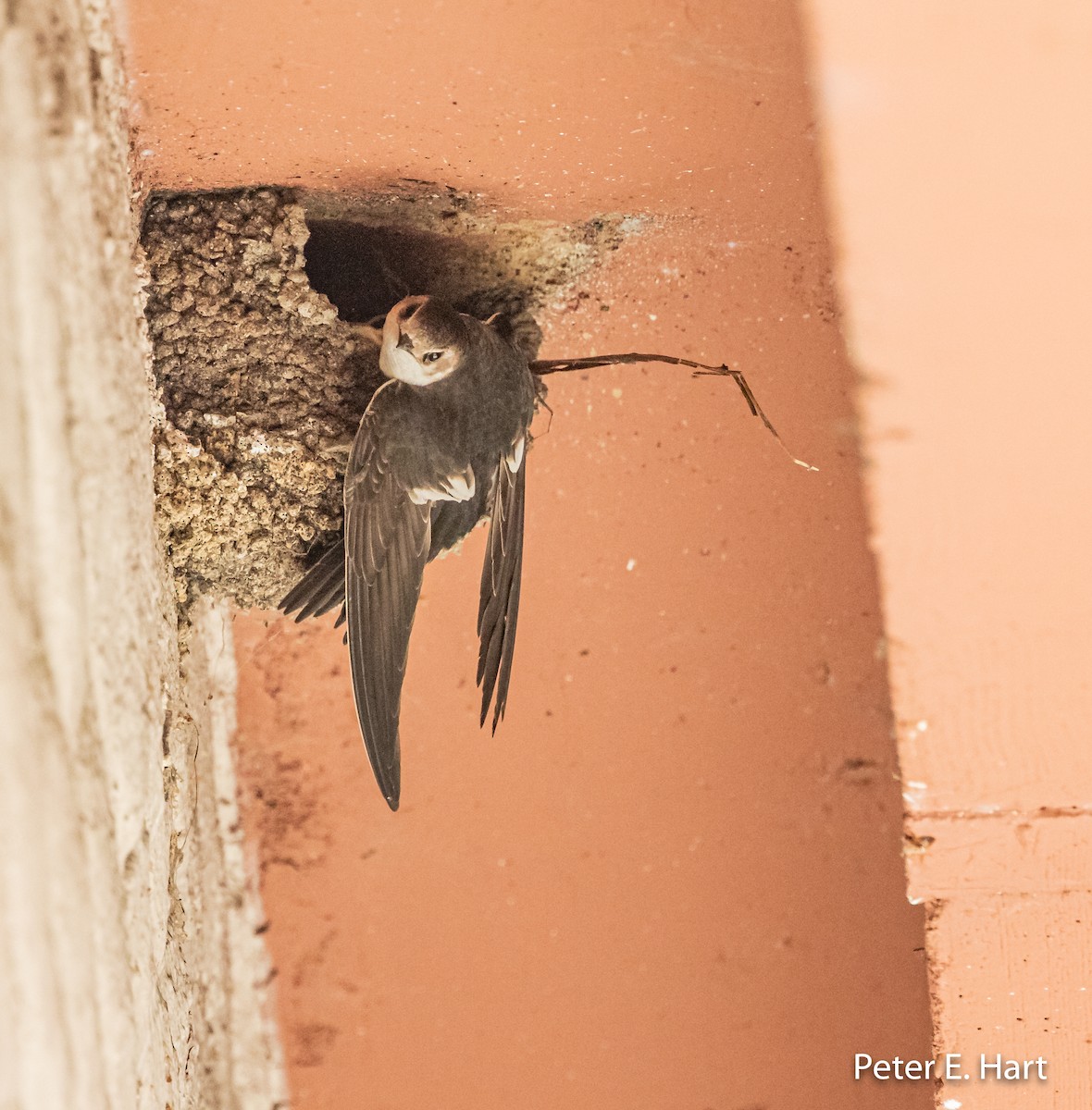 White-throated Swift - Peter Hart