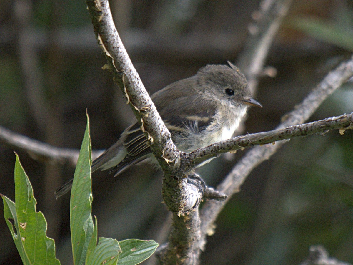 Least Flycatcher - ML258961251