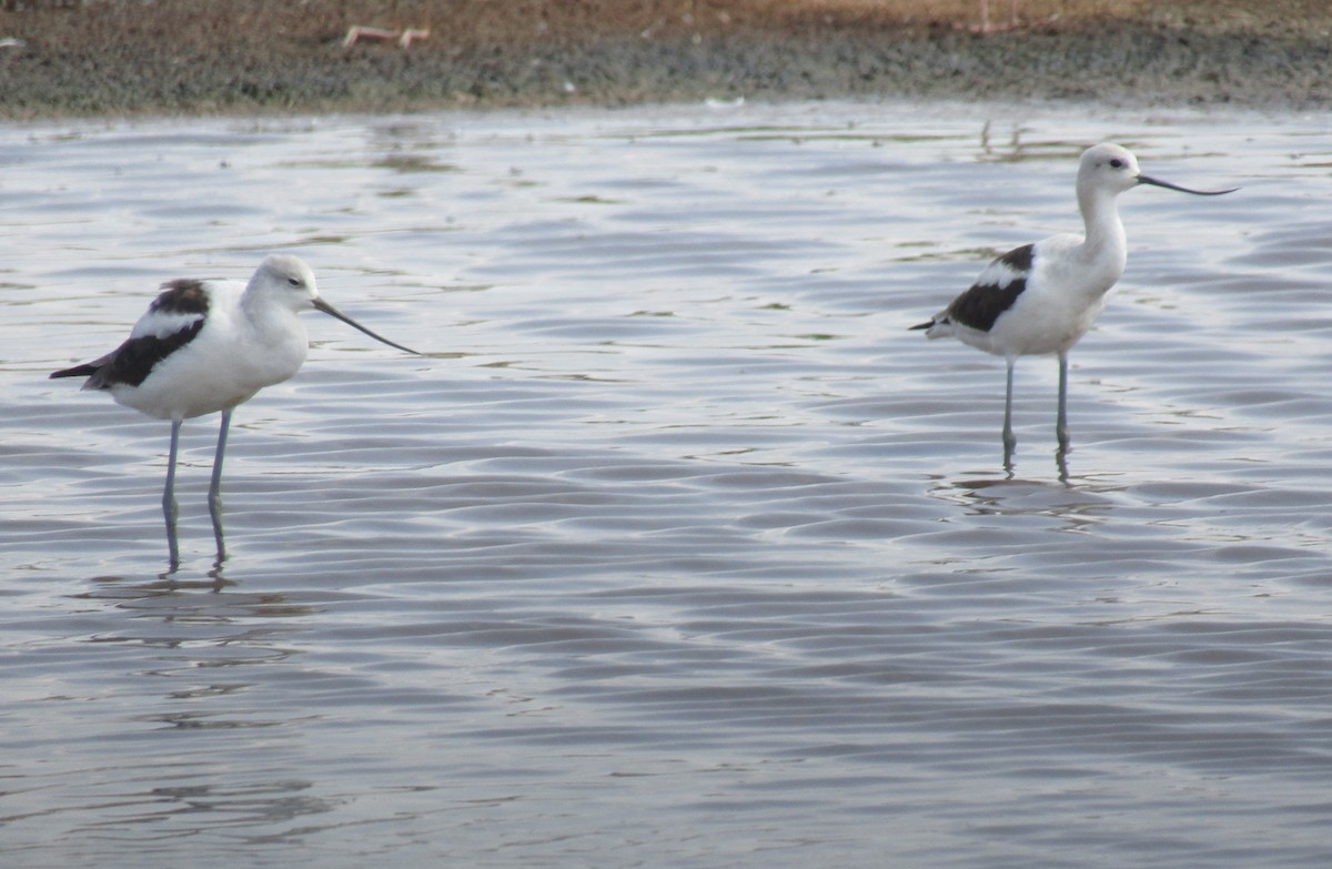 American Avocet - Doug Jenness