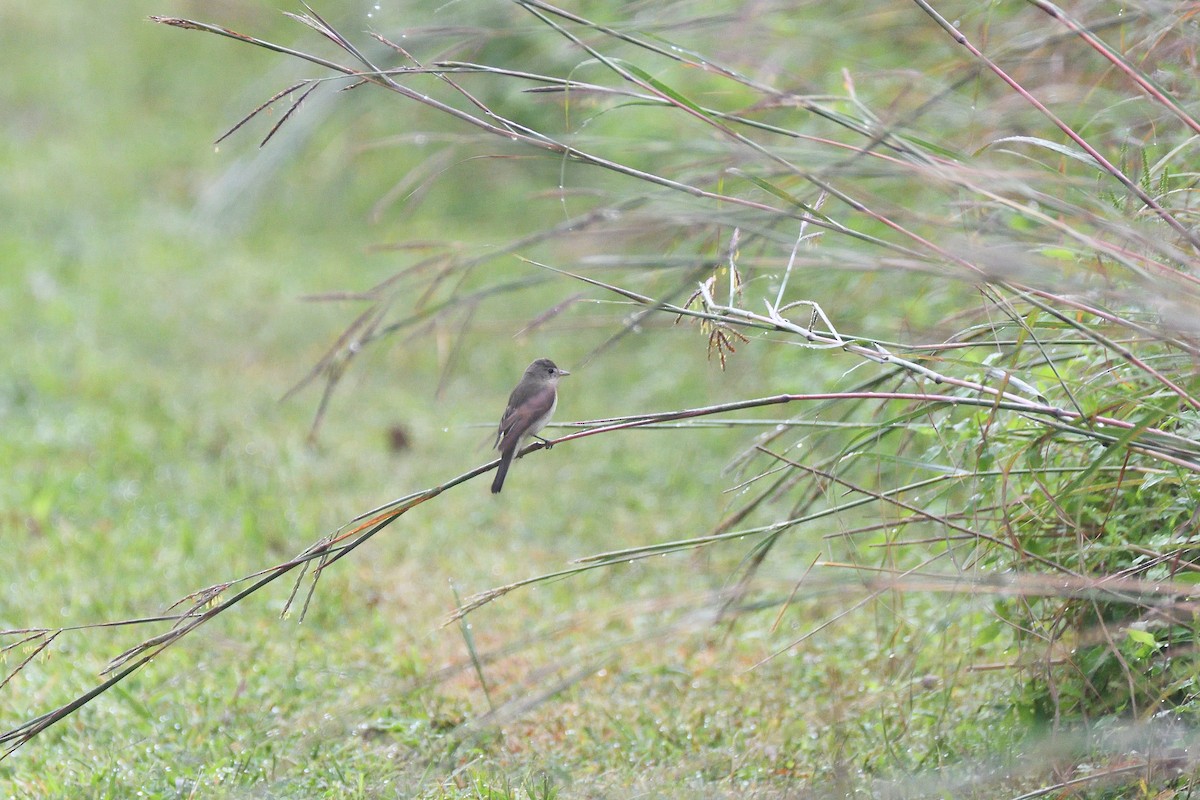 Empidonax sp. - terence zahner