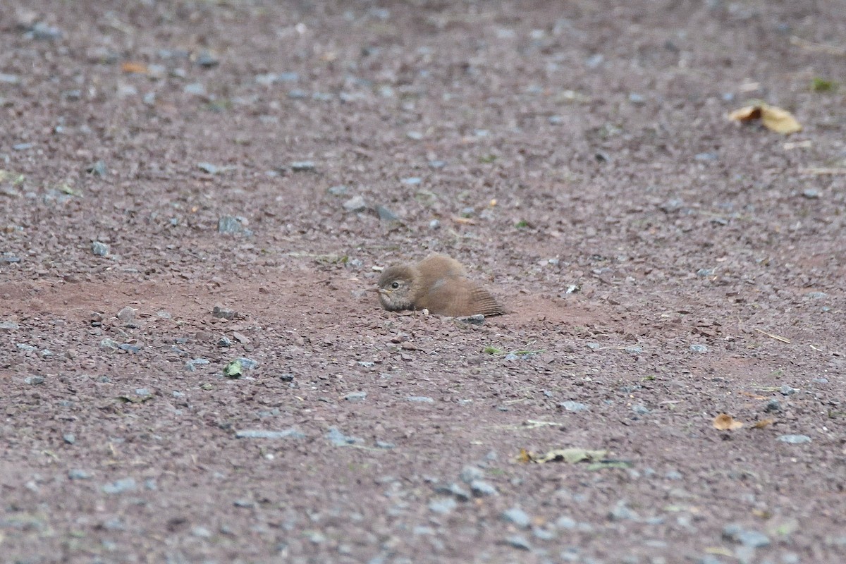 House Wren (Northern) - ML258964391