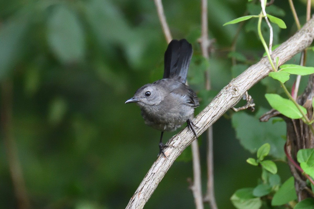 Gray Catbird - ML258964461