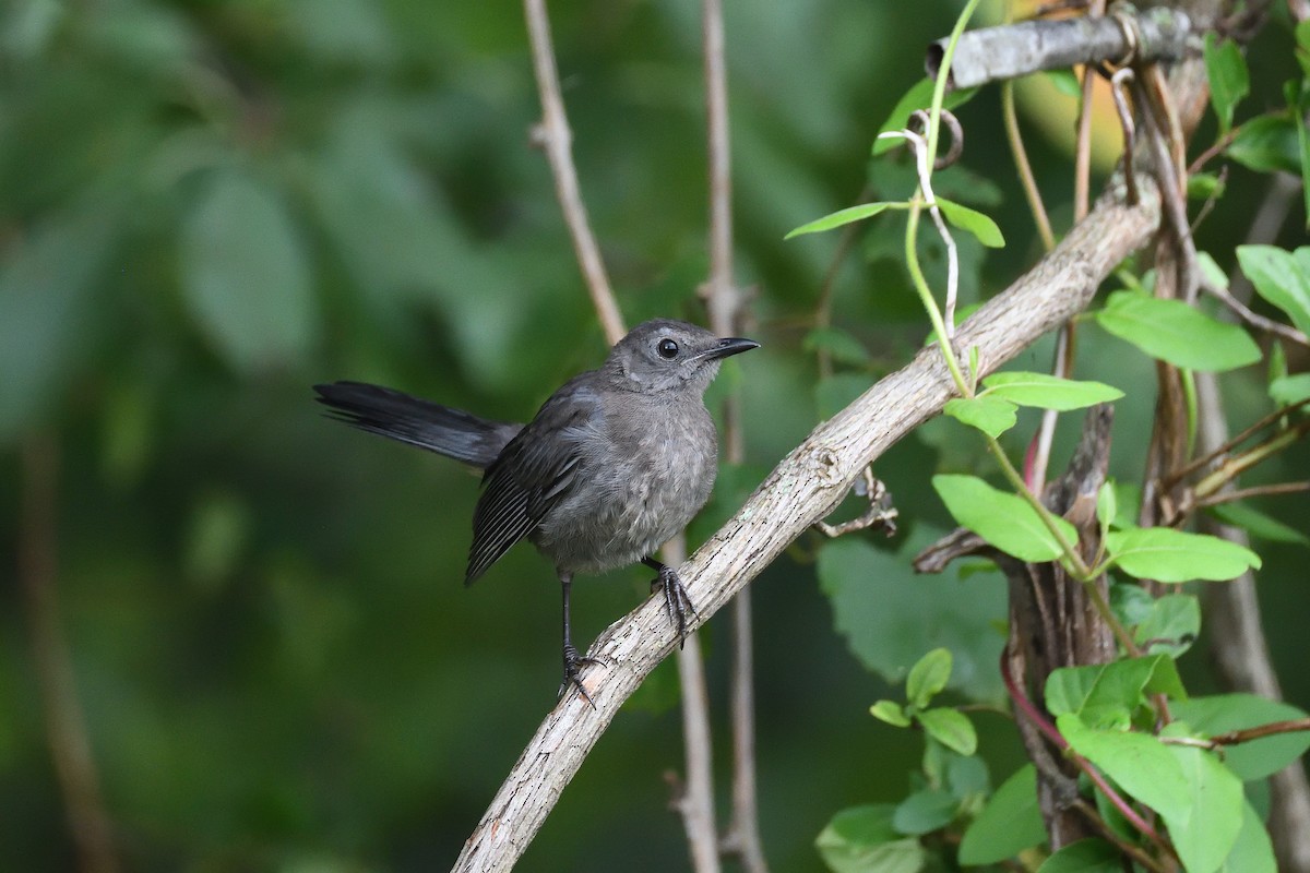 Gray Catbird - ML258964521