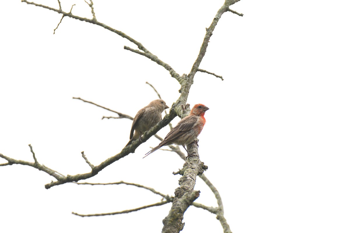 House Finch - ML258964581