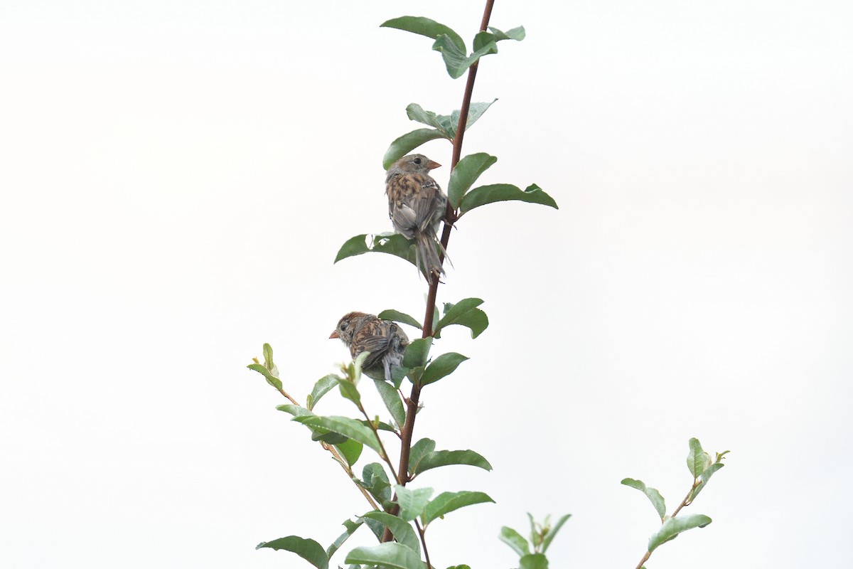 Field Sparrow - terence zahner