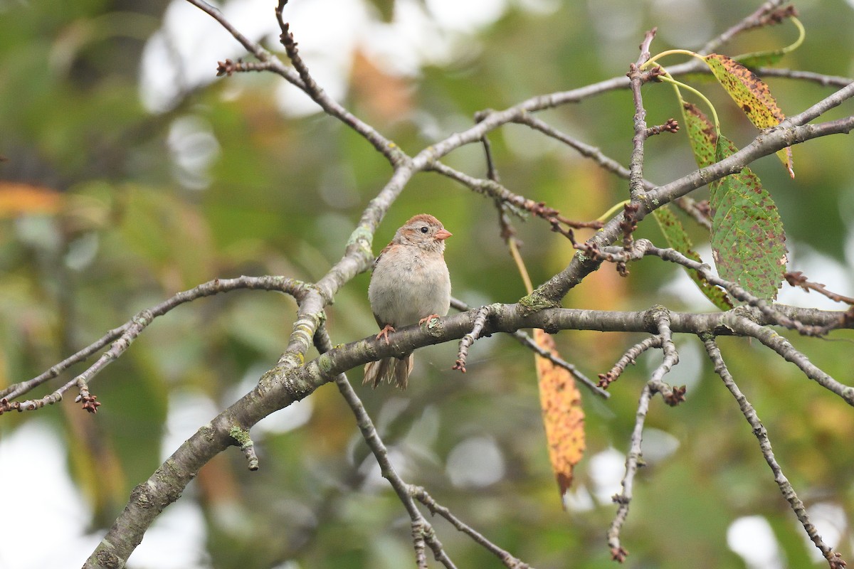 Field Sparrow - terence zahner