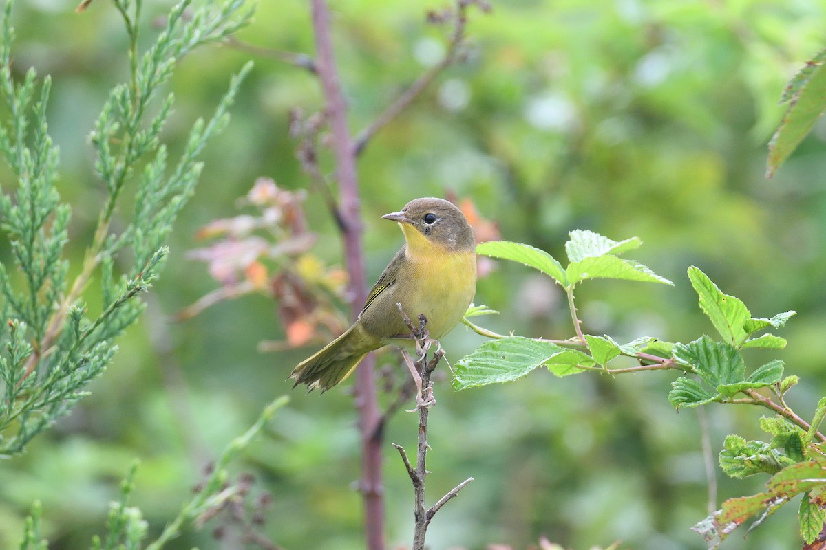 Common Yellowthroat - terence zahner