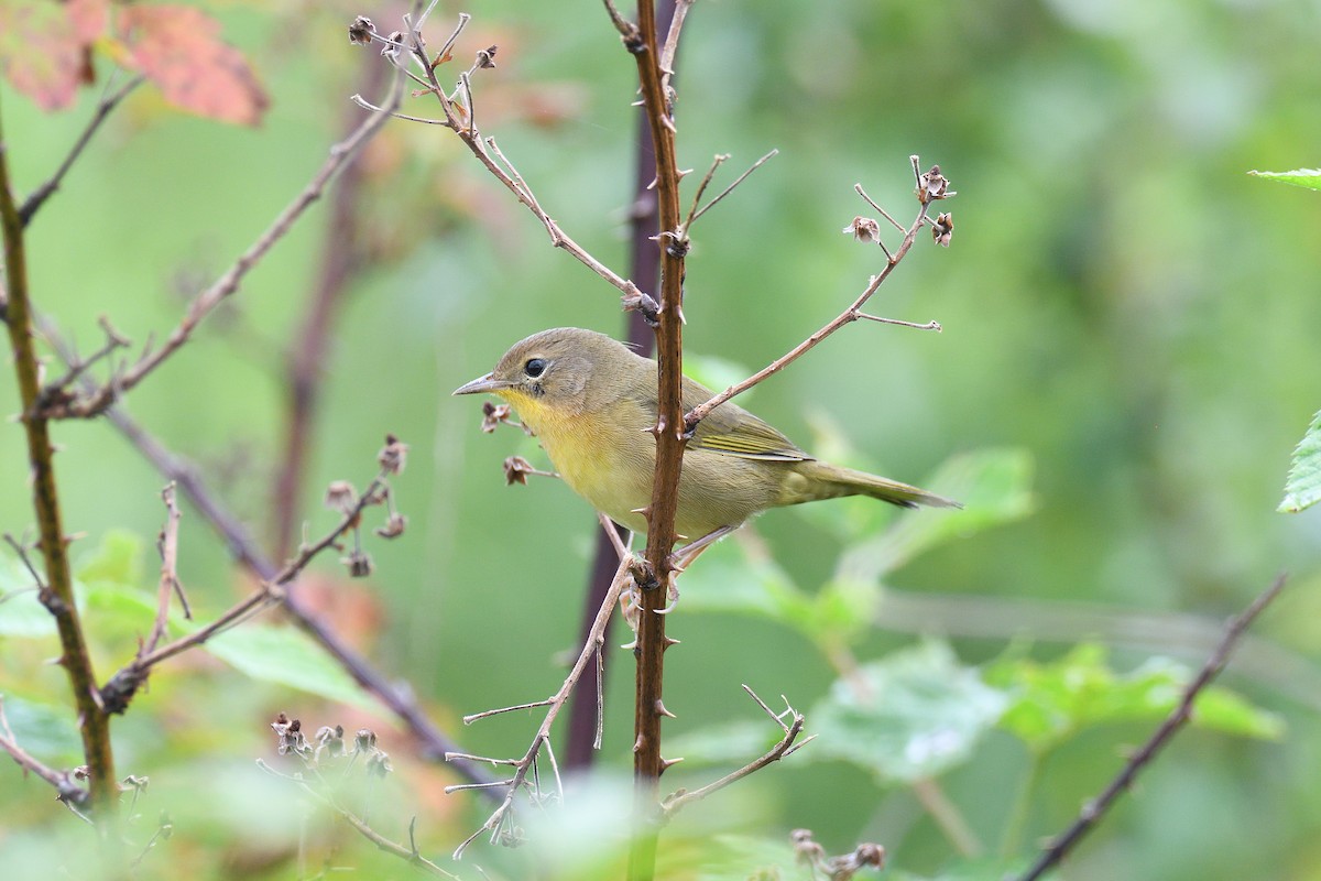 Common Yellowthroat - terence zahner