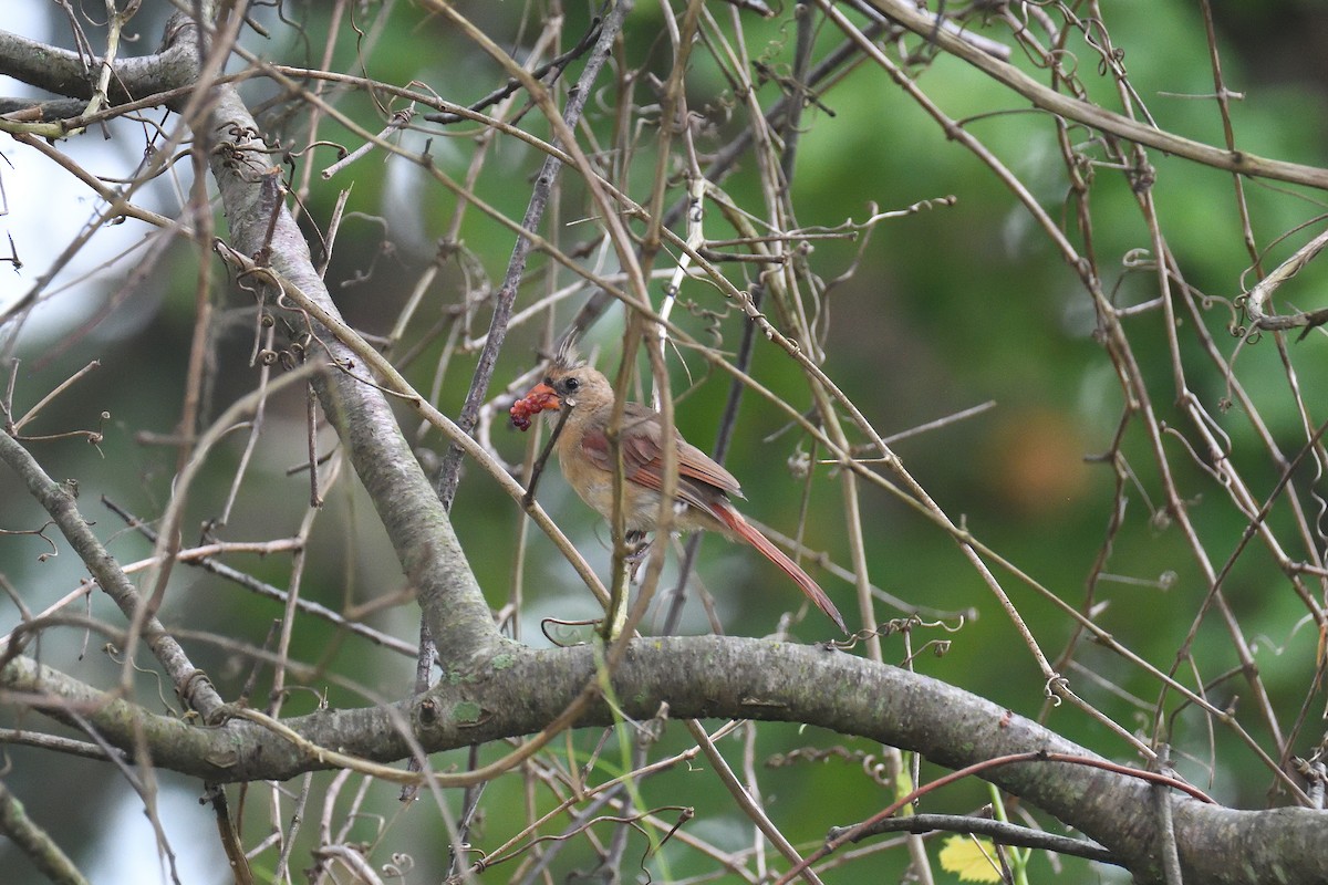 Northern Cardinal - ML258964881