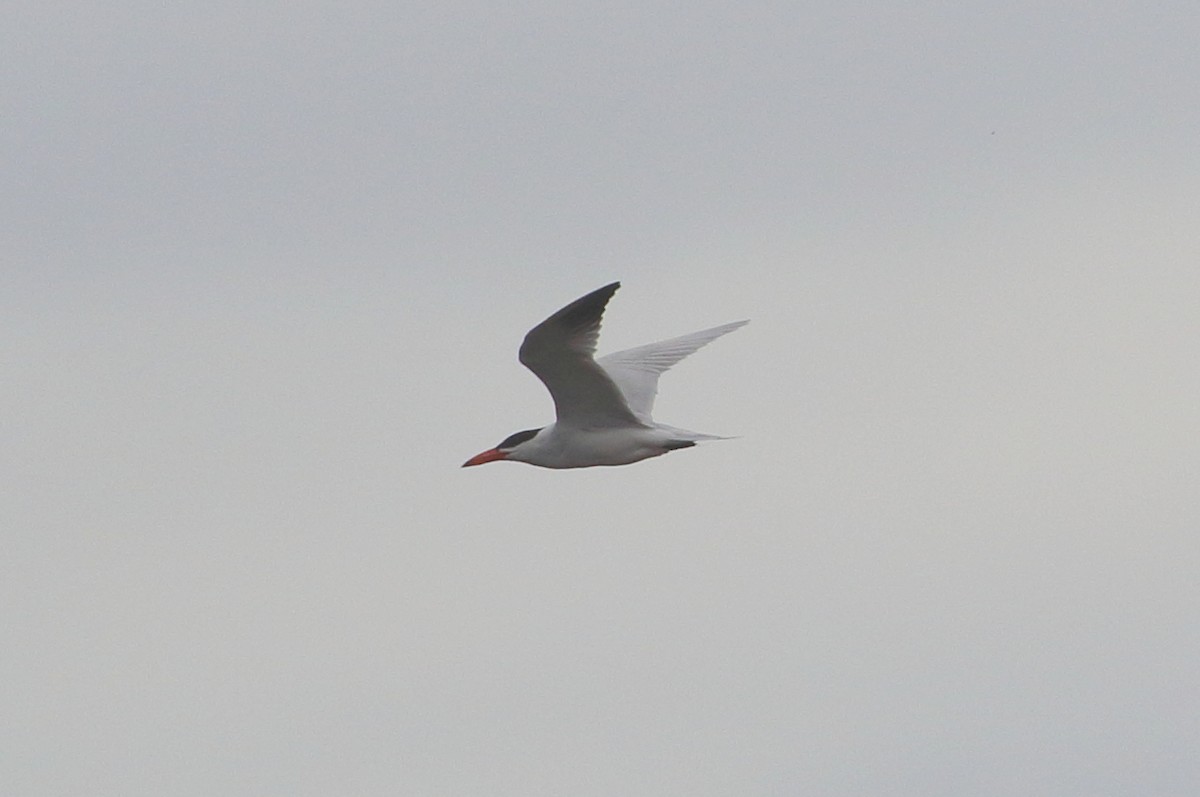 Caspian Tern - Richard Fuller