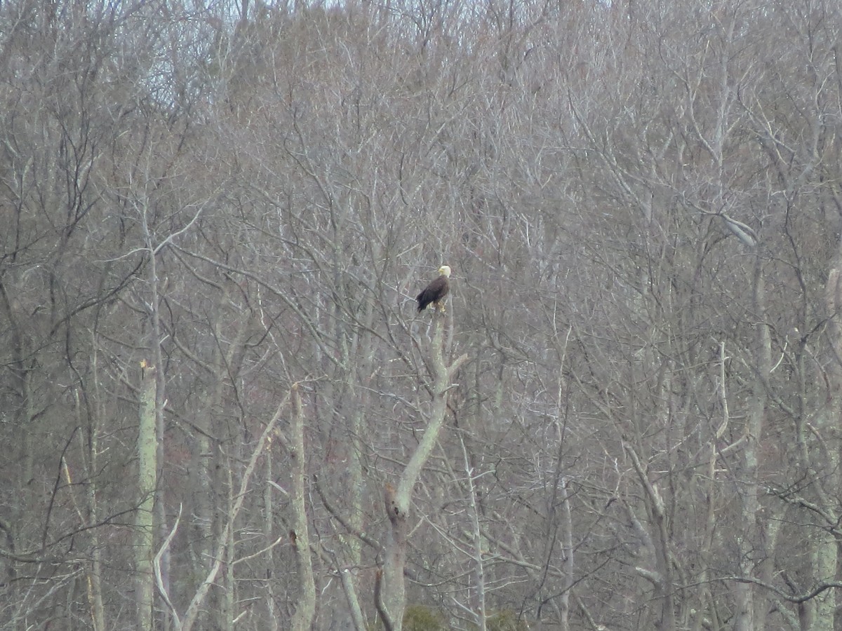 Bald Eagle - Terry Lodge