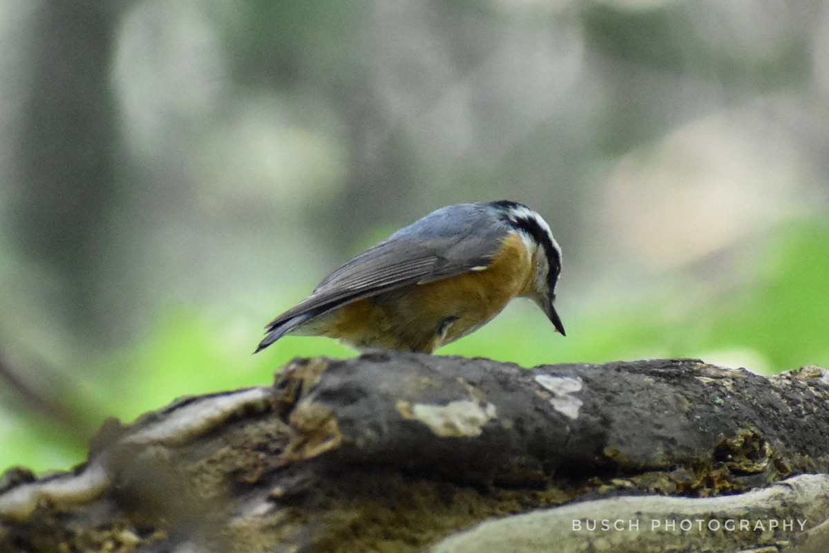Red-breasted Nuthatch - ML258968441