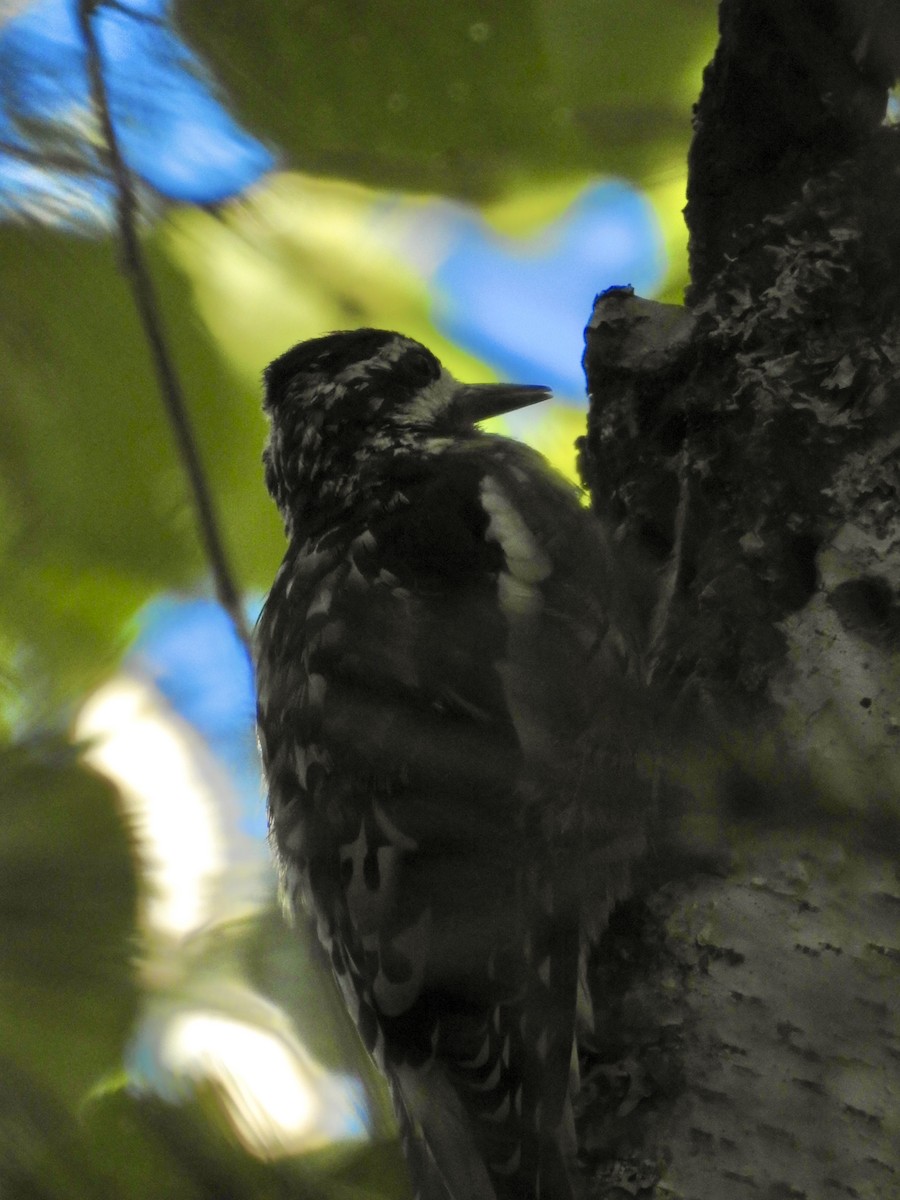 Yellow-bellied Sapsucker - Elizabeth Stone